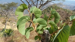 Annona longiflora