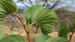 Annona longiflora