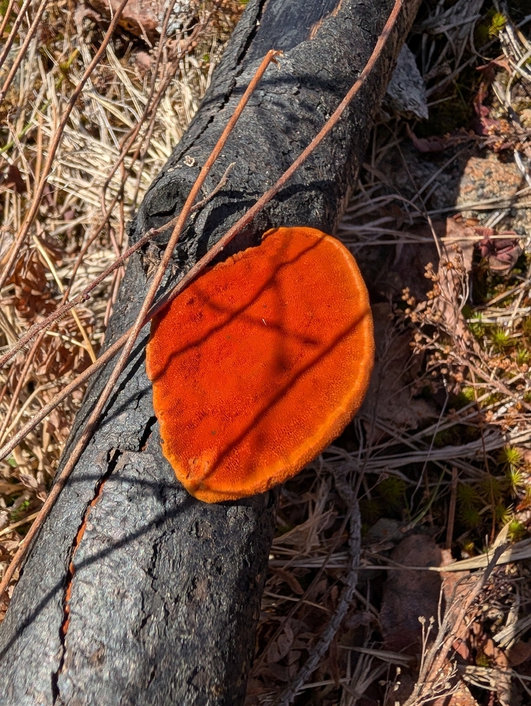 Trametes cinnabarina · March 2026 · photo: © zacpeterson (iNaturalist, cc-by)
