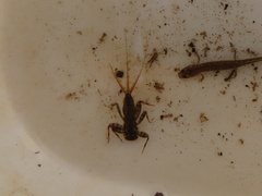 Maccaffertium modestum