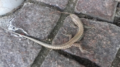 Podarcis muralis