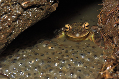 Bokermannohyla luctuosa