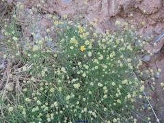 Genista umbellata