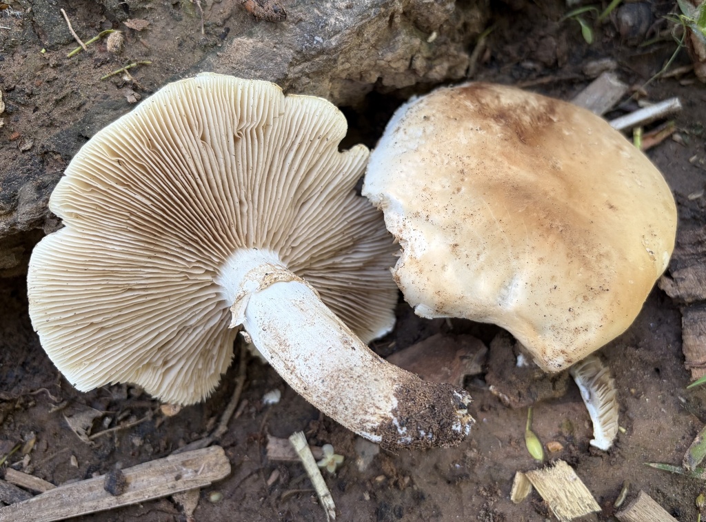 Cyclocybe cylindracea · March 2026 · photo: © lucian_clanet (iNaturalist, cc-by)