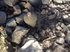 Epithelantha greggii greggii