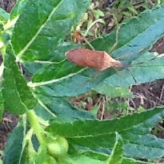 Chondrocera laticornis