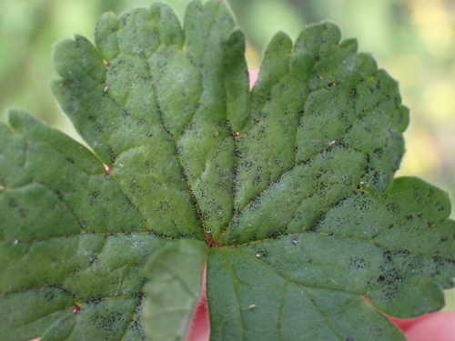 Coleroa circinans, 2026-03-10
