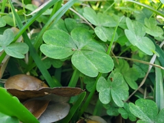 Oxalis