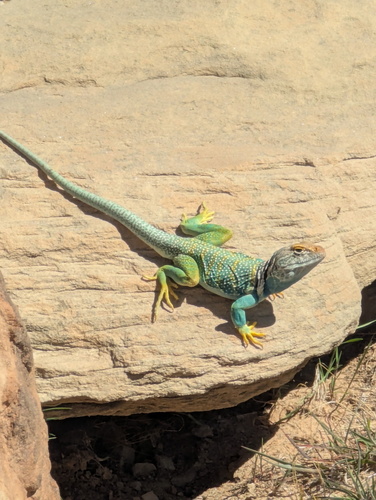 Eastern Collared Lizard