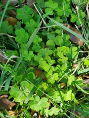 Oxalis