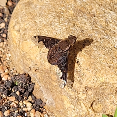 Unknown species found near Bexar County, US-TX, US