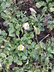 Bellis perennis