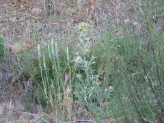 Tragopogon angustifolius
