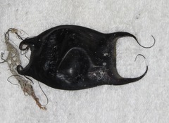 Rostroraja eglanteria