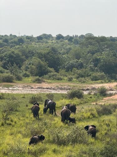 African Savanna Elephant