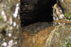 Bokermannohyla luctuosa