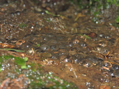 Bokermannohyla luctuosa