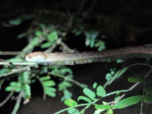 Andaman Cat Snake