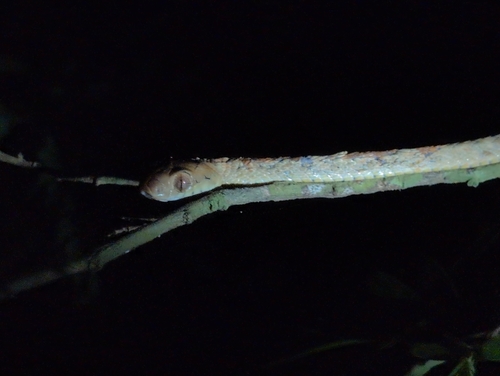 Andaman Cat Snake