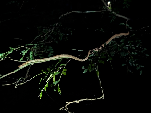 Andaman Cat Snake