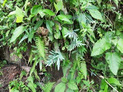 Blechnum appendiculatum