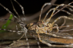 Pantopsalis albipalpis