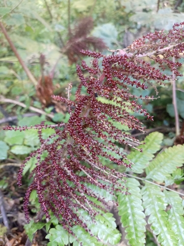 Gunnera mexicana