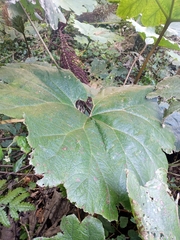 Gunnera mexicana, photograph (c) Juan Cruzado Cortés, some rights reserved (CC BY)