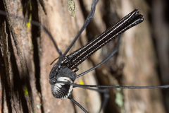 Pantopsalis albipalpis