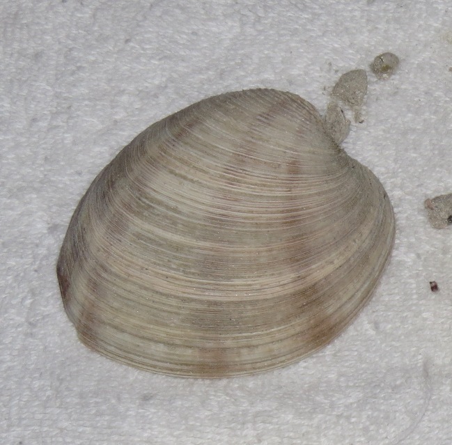 Southern Quahog (MatBio: MOLLUSKS - Matanzas Biodiversity) · iNaturalist