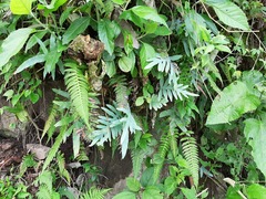 Phlebodium aureum