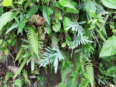Phlebodium aureum