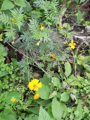 Tagetes parryi