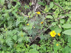 Tagetes parryi