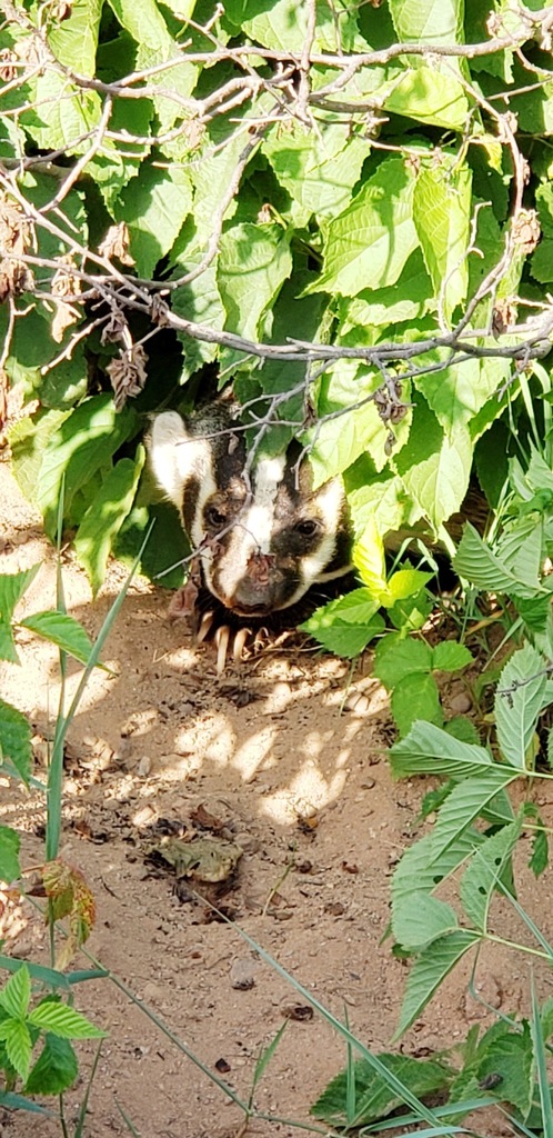 American Badger from Bayfield County, WI, USA on July 25, 2019 at 08:30 ...