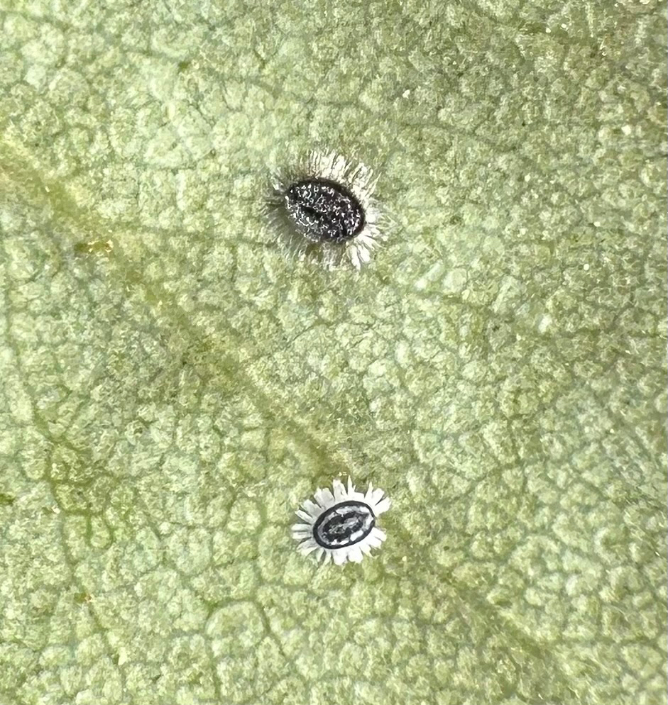 Trialeurodes madroni