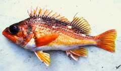 Sebastes chlorostictus