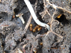 Lasius interjectus