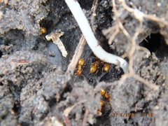 Lasius interjectus