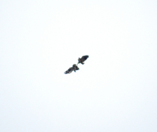 Bald Eagle photographed in Massachusetts