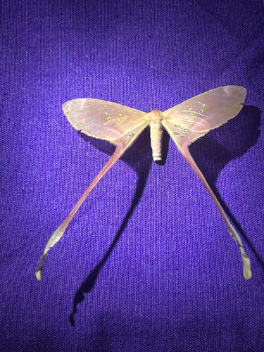 Eudaemonia argus