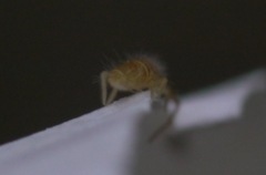 Entomobrya lanuginosa