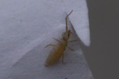 Entomobrya lanuginosa