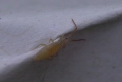 Entomobrya lanuginosa