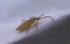 Entomobrya lanuginosa