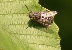 Hybomitra astuta