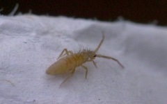 Entomobrya lanuginosa