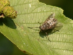 Hybomitra astuta
