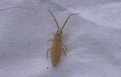 Entomobrya lanuginosa