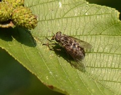 Hybomitra astuta